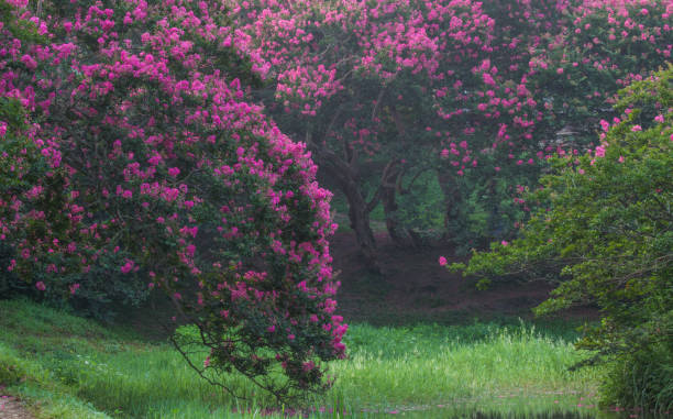 istock Red crape myrtle at Myeongokheon Garden in Damyang 1349299055