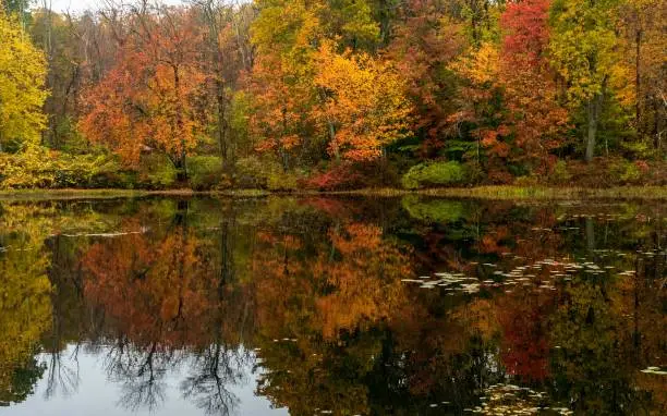Photo of Reflection in a pond in Massachusetts