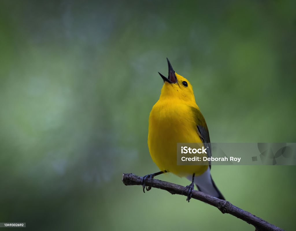 Prothonotary Warbler Singing His Heart Out Beautiful Prothonotary Warbler singing with clean background Birdsong Stock Photo