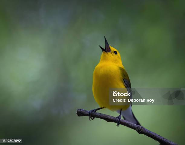 Prothonotary Warbler Singing His Heart Out Stock Photo - Download Image Now - Birdsong, Animal, Animal Wildlife