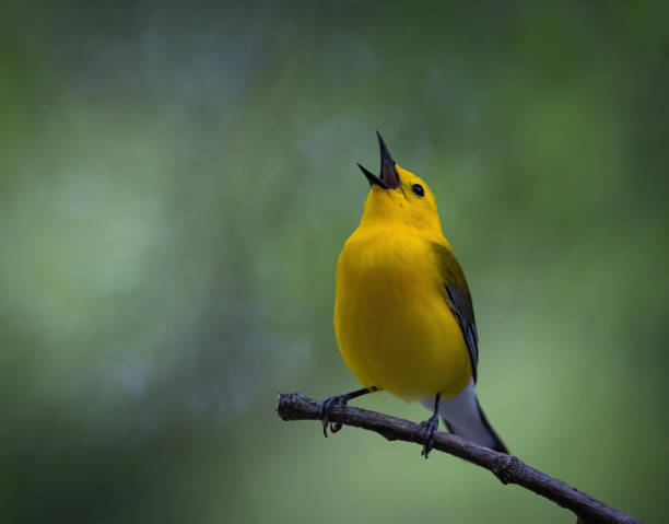 prothonotary warbler singing his heart out - birdsong imagens e fotografias de stock