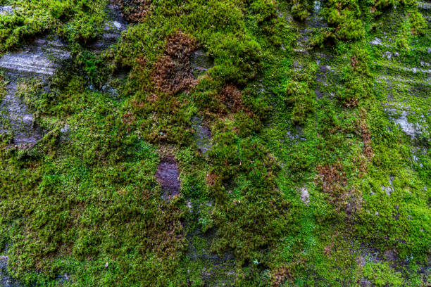 istock Fall colors at Lookout Trail, Algonquin Provincial Park, Ontario, Canada 1349304497