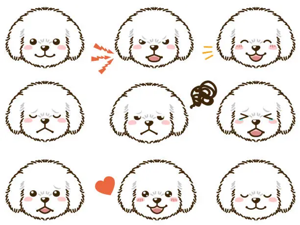 Vector illustration of Poodle with various facial expressions(white coat color)