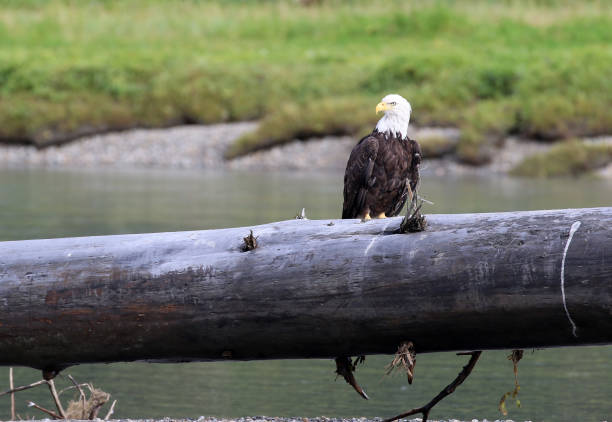 istock Bald Eagles in Juneau Alaska 1349305599