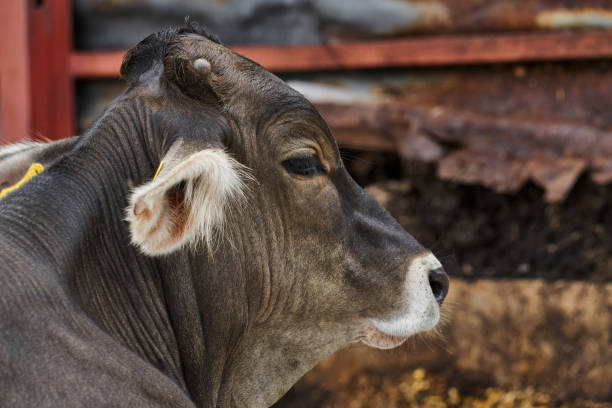Portrait of a young cow posing inside a corral on a ranch stock photo