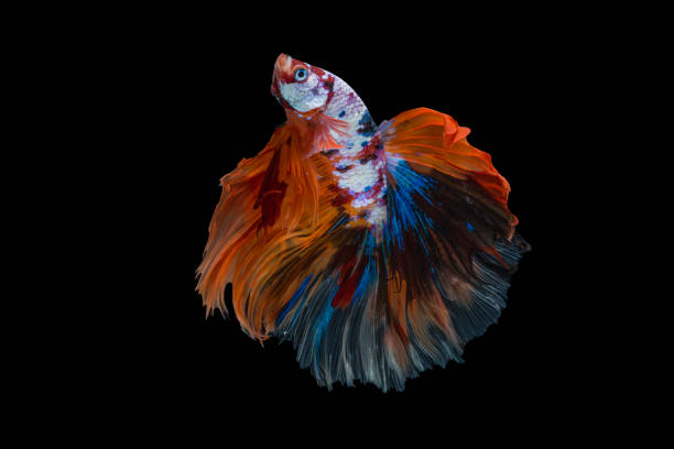 istock Dual betta fish isolated on black background. ( Mascot double tail ) Ballerina betta fish 1349306572