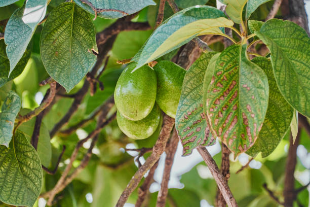 istock Fresh avocado tree ready to harvest and prepare a tasty meal 1349306687