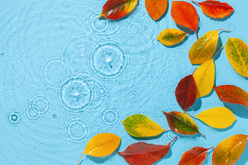 Water ripple with fall colorful leaves wreath. Trendy blue background with splash. Copy space. Top view