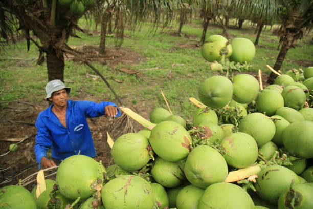 conde, bahia, brazil - october 6, 2021: Green coconut harvest on a farm in the rural area of the municipality of Conde, north coast of Bahia.
