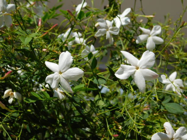 White jasmine Jasmine, or Jasminum officinale vine with white flowers in autumn jasminum officinale stock pictures, royalty-free photos & images