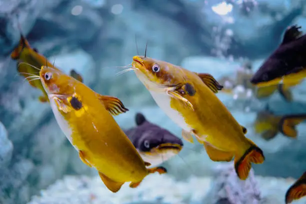 Photo of Lot of Thai Fish Species inside tank of water at Bungchawak aquarium