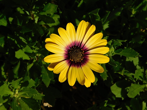 Dimorphotheca, or Osteospermum ecklonis, yellow flower
