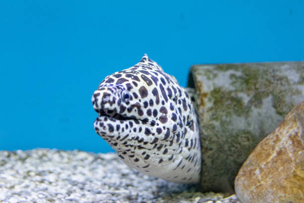 istock Giant moray or sea eel live in the pipe 1349309374