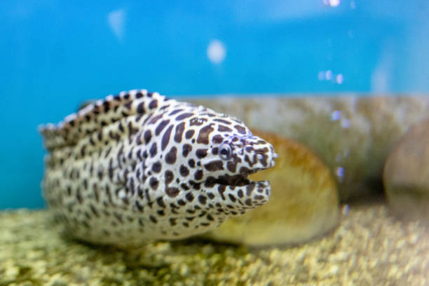 istock Giant moray or sea eel live in the pipe 1349309423