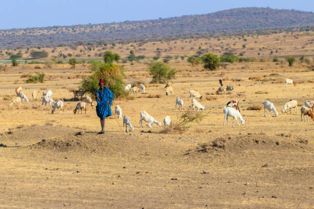 Young Masai guy herding goats in Tanzania, Africa stock photo