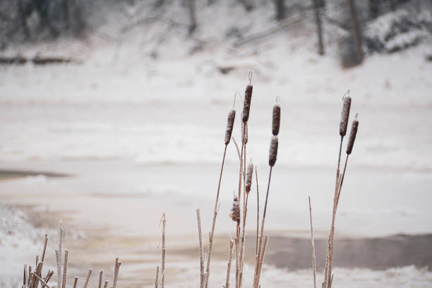 istock Water flora growing in frozen Neris river 1349314603