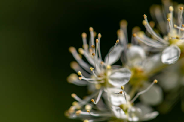 istock Filipendula vulgaris flower growing in field, macro 1349314706