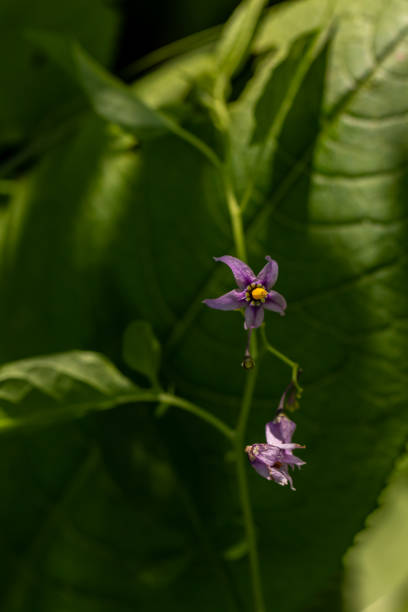 istock Solanum dulcamara flower growing in field 1349314721