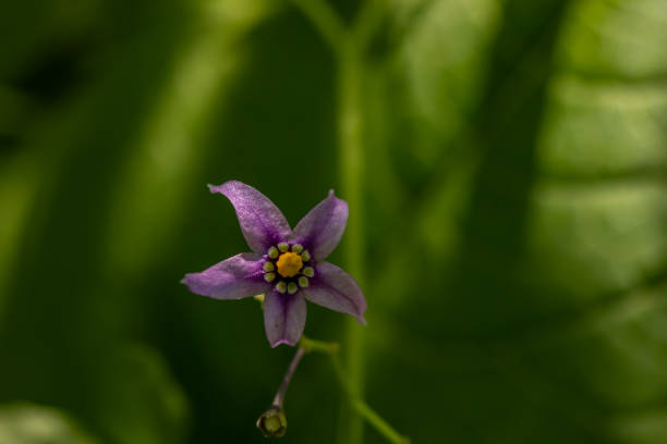 istock Solanum dulcamara flower in field, close up shoot 1349314724