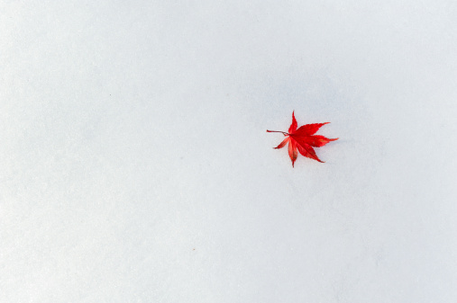 A Japanese Maple leaf (Acer palmatum) lies on the snow after a freak October blizzard dumped record amounts of snow on the northeastern US. Some scientists believe these unusual weather patterns are a result of global warming.