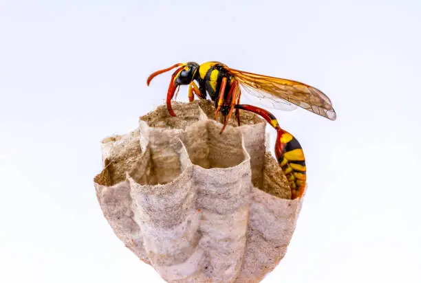 A wasp is working in its nest, clinging to wood, also known as the yellowjacket, hornet, isolated on a white background