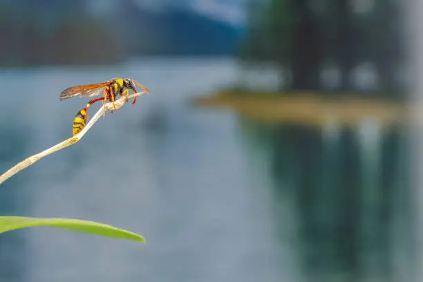 A wasp perched on a branch of an orchid plant, with a plant background and sparkling water in the lake, with copy space