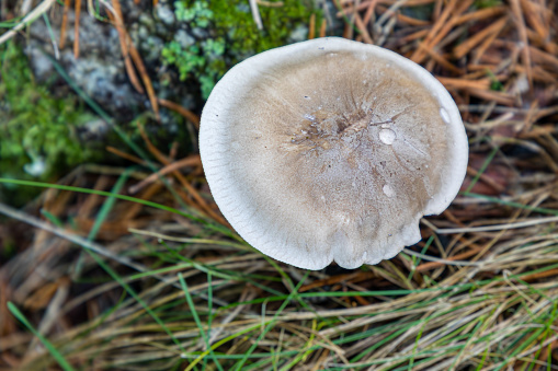 Wild mushrooms growing in the meadows of the Lozoya valley in the Sierra de Guadarrama in Madrid, Spain