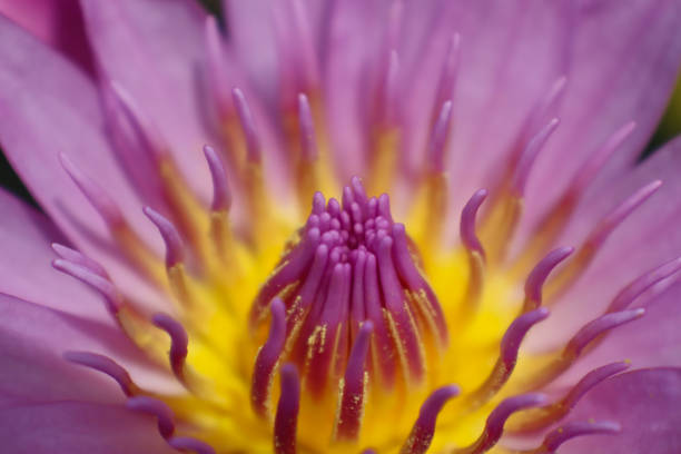 istock macro of water lily blooming 1349320031