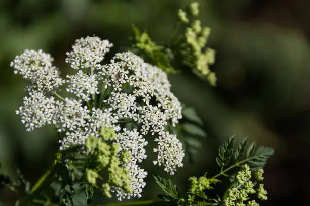 flowering hemlock plant in summer in the garden