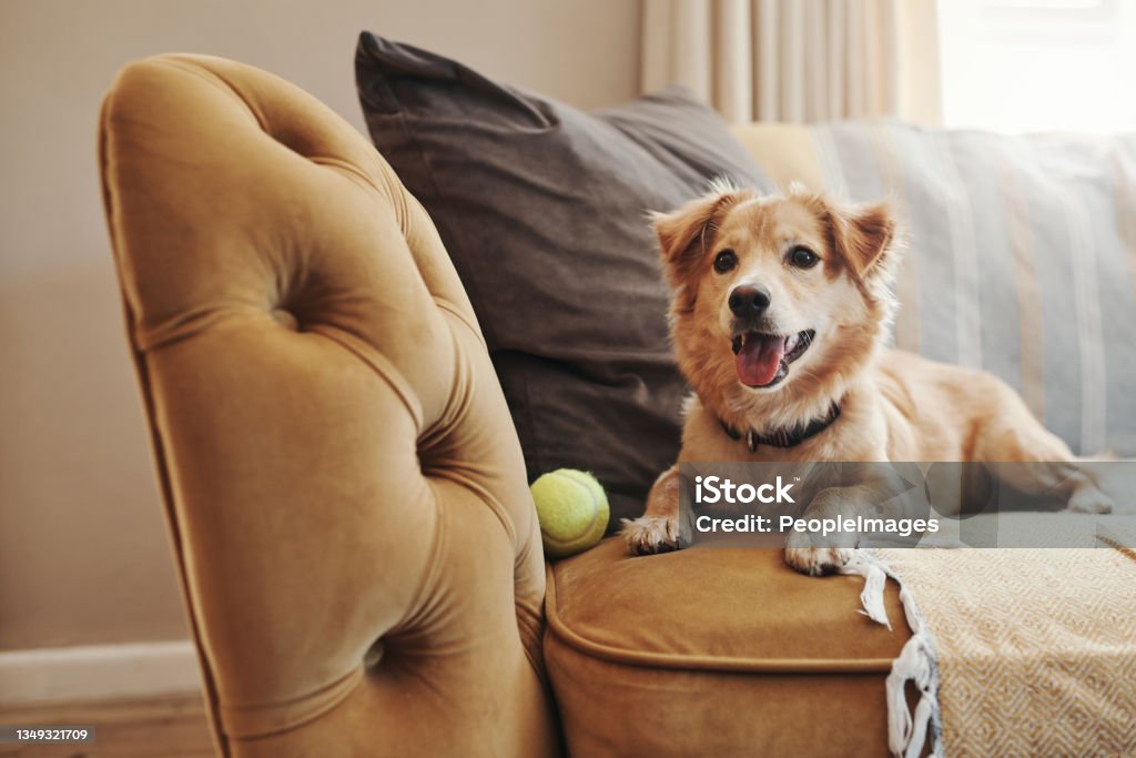 Full length shot of an adorable dog lying on the sofa at home Nothing gets past me Dog Stock Photo