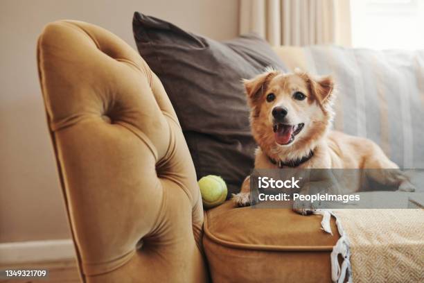 Full Length Shot Of An Adorable Dog Lying On The Sofa At Home Stock Photo - Download Image Now
