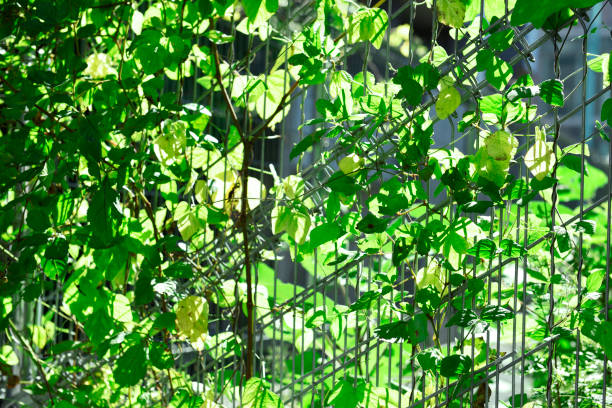 Metal fence with growing up lush foliage creeper plant.\nNatural background