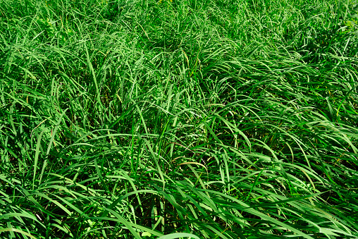 Close up view of dewy blades of grass. Foreground in focus, taken in early summer.