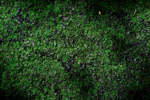Overhead shot of green moss texture background.