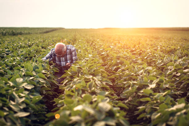 istock Senior farmer standing in soybean field with tablet examining crop. 1349322943