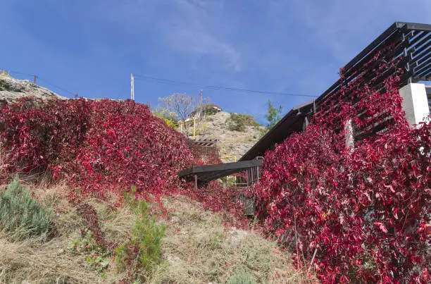 Virginia creeper (Parthenocissus Quinquefolia) on the mountainside. Sunny day in the second half of October. Sudak, Crimea.