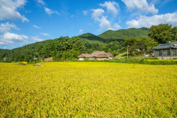 istock Thatched roof connected with silver grass in Deokchi-ri, Namwon 1349325289