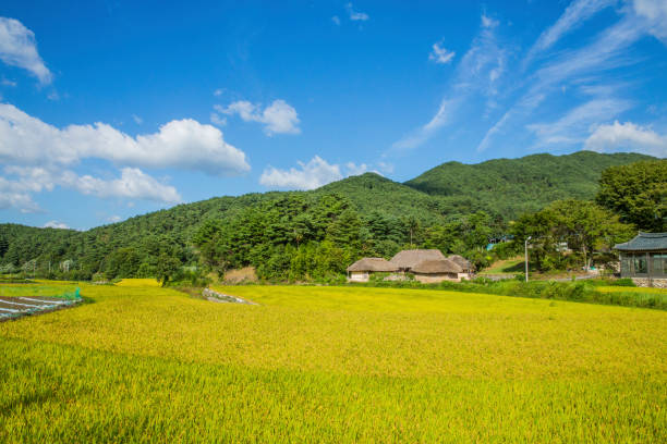 Thatched roof connected with silver grass in Deokchi-ri, Namwon stock photo