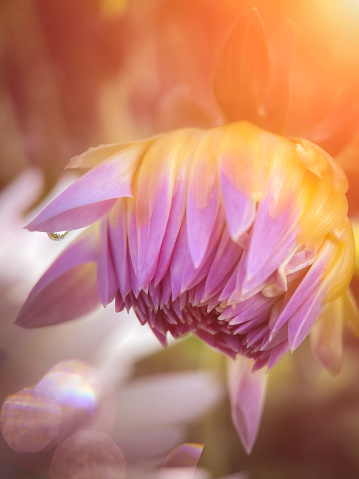 A purple Dahlia starting to open up from the glow of morning sun with a single drop of dew on one of its petals