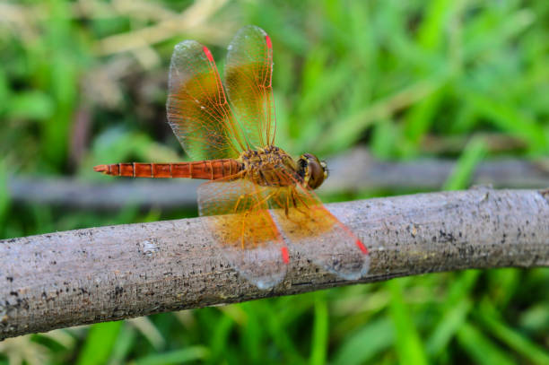 istock Orange Dragonfly in the Nature. 1349327488