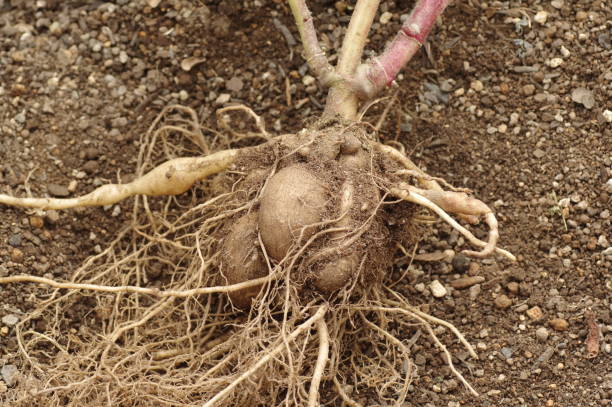 istock Close-up of harvested yacon 1349328749
