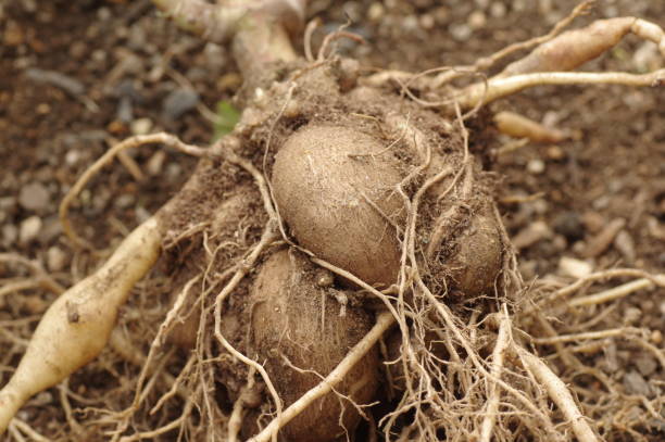 Close-up of harvested yacon Close-up of harvested yacon potato oligosaccharide stock pictures, royalty-free photos & images