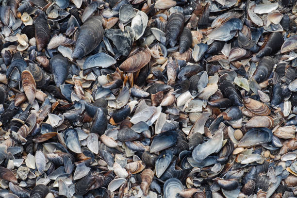 Heap of broken shells and stone on the beach as a pattern background. Top view shoot