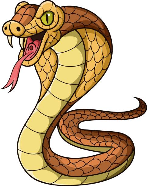 Cartoon king cobra snake on white background Vector illustration of Cartoon king cobra snake on white background cruel illustrations stock illustrations