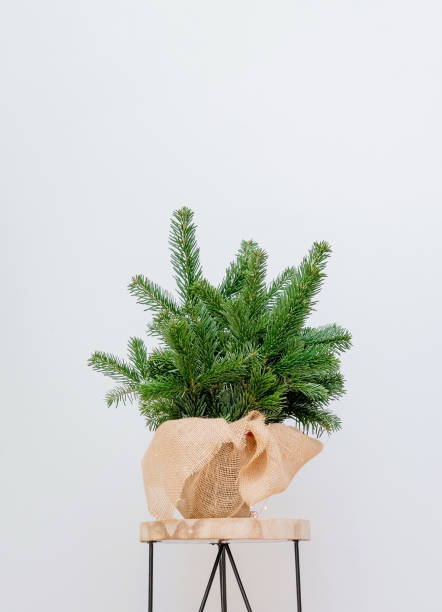 istock A bouquet of fresh spruce branches on a wooden stool on a white background 1349333934