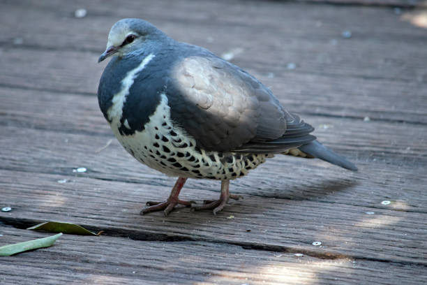 istock the wonga pigeon is a grey and white bird 1349335070