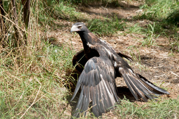istock the wedge tailed eagle is on the ground sunning himself 1349335227