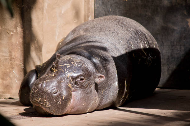 the pygmy hippo is grey with small ears and small eyes.