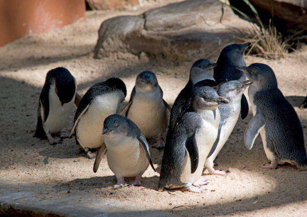 istock the penguins are standing in a group 1349335303
