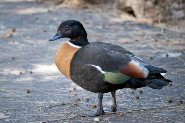 istock this is a male Australian shelduck standing on a path 1349336293
